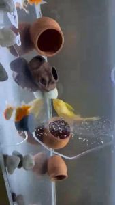 AC/DC Air Pump Pump Oxygen ACDC Akuarium Rechargable Battery Charging Aquarium Fish Tank Fishing USB