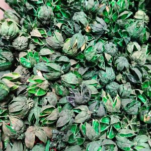 kelopak bunga Rosella hijau - Rosella kering - dekorasi foto produk - ECER dan grosir