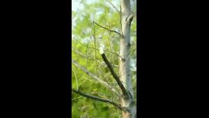 Grass Trimmer Garden Tools Grass Cutter Machine Lawn Mower Lawn Mower Battery Grass Cutter Imported Electric Small Household 割草机