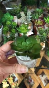 กระถางแคคตัสปลอมจิ๋ว ต้นไม้ปลอมจิ๋ว