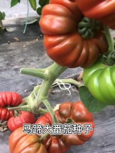 PEARL TOMATO / (200 seeds) BEEF STEAK TOMATO