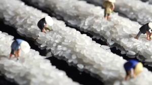 Huiliang Authentic Wuchang Japonica Rice Farmer Direct Zero Additive Natural Fragrance Vacuum Packed •