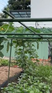 10 Ống thép bọc nhựa phi 20 dài 180cm chính hãng Daim ống thép làm giàn leo