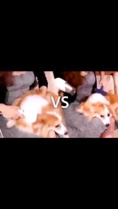 Pet Grooming Dryer Pengering Bulu Anjing Kucing Sisir Perawatan Peliharaan Hair Dryer Hewan 2 In 1