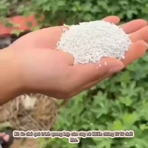 Thuốc diệt cây lớn diệt bụi tre già diệt cỏ dại chỉ cần rắc quanh gốc diệt cây to