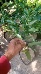 Bibit jeruk tongheng berbuah lebat