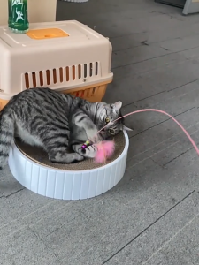 เล่นแมวชุดแซวแมวมิ้นท์ปลาลูกแมวเบ็ด ตกปลาเรืองแสงปลาแซวแมว แท่งไม้ อุปกรณ์แมว เล่นแมวหนู ขนาด 104x56x44 มม