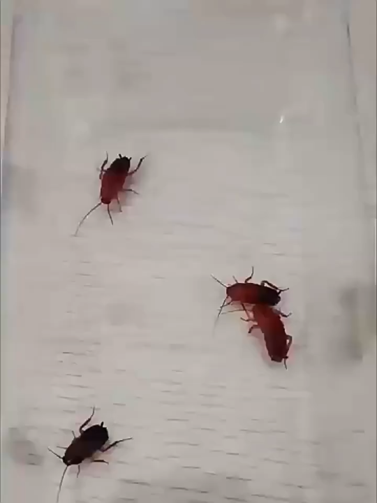 【Buy 2 free 1】 1 day kill all cockroaches Japan Cockroach Gel Bait Non ...