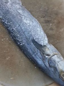 Khô Cá Thu Mặn Nguyên Con muối dùi Cà Mau-mắm cá thu bùi thơm ngon ngất ngây-ĐẶC SẢN MINH TRIẾT