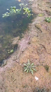 MLADEN 35/38cm Gold Panning Basin Durable Nugget Mining Prospecting & Manual Wash Gold Panning Equipment淘金盆