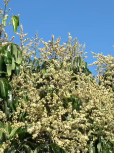 จะเด็ด ลำไย สูตร X4 พลัง ชนิดเข้มข้น .. อะมิโนคีเลต+สาหร่ายทะเล+ไคโตซาน+น้ำตาลทางด่วน ฉีดพ่นทางใบ เปิดตาดอก กระตุกดอก กระชากดอก ดึงดอก ยืดช่อดอก ระเบิดดอก ติดผลดก ติดผลดี