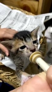 Dot Bayi Kucing Baru Lahir & Miracle Nipple: Panduan Lengkap