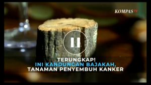 Teh Herbal Akar Bajakah Kalimantan Asli | Teh Celup Bajaka 30 Pcs