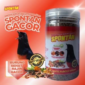 pakan khusus murai batu spontan gacor