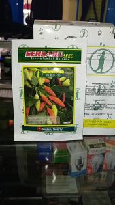 Benih cabe rawit Pablo-86 berat 10gram