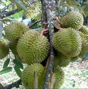 bibit durian musang king bibit durian musang king super siap di tanam HASIL SEMAIYAN