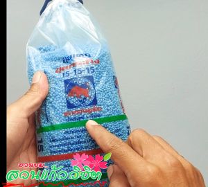 ตามสั้น ปู่การเจริญเติปโต 15-15-15 รวมบรรจุถูกล่า 1 กก.ไนโตรเจน ฟอสฟอรัส โปรแทสเซียม 15% บางกรณี 15% บำรุงต้น บำรุงใบ บำรุงดอก