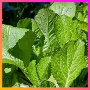 SeedsPLAZA™ - Mustasa/Mustard Hybrid F1 Seeds for Planting Vegetable Plants (500 Seed) Organic for Gardening Vegetables