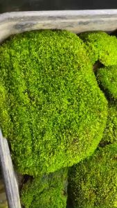 Rêu sao rêu set bình terrarium bán cạn hồ cá non bộ rêu terrarium.