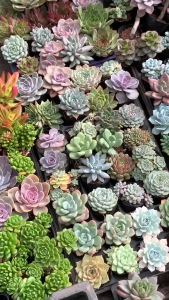 Combo 10 sen đá size vỉ 3-4 cm cây già khỏe inbox chọn mẫu