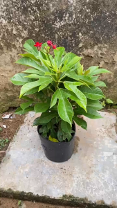 Cây Hoa Hồng Mai - Tổng thể tầm 30-40 cm - Hoa chịu nắng tốt!