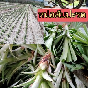 หน่อสับปะรดพันธ์ปัตตาเวียชุด50หน่อ แถม2ราคาน้อยกว่าทุกร้าน