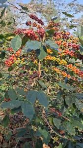 กาแฟห้วยหมาก (อาราบิก้าแท้100%)  คั่วกลาง (Medium Roast) ขนาด 250 กรัม