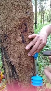 ส่งฟรี! แทงค์(TANK)ฮอร์โมน กระเปราะจ่ายเอทิลีน(10ตัว/SET)พร้อมหัวตอกเข้าที่ต้นยางพารา รุ่น3ลอน สีส้ม หรือ สีน้ำเงิน