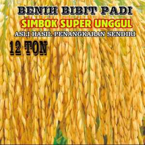 BENIH PADI (SIMBOK) HIBRIDA BERKUALITAS UNGGUL KEMASAN 1KG