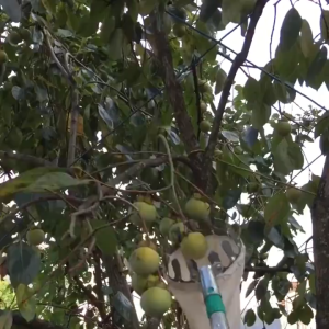 Fruit Picker Tools Gardening Orchard Apple Peach High Tree Picking Tools Fruit Collection Pouch