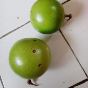 terlaris jual buah Maja atau berenuk harga murah kualitas terbaik 1pcs