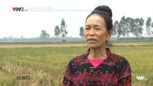 Chế phẩm vi sinh SUMITRI Phân Hủy Gốc Rạ Sử Dụng Đúng Liều Lượng - Lazada