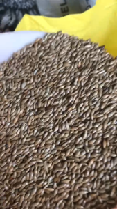 Hạt láng dài cho chim cảnh ăn đóng gói 1kg