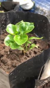 Bibit Tanaman Bayam Brazil dalam Pollybag