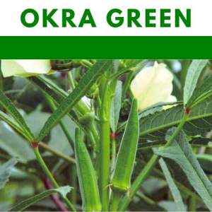 Okra seeds Camiling Smooth seeds vegetable repacked gardening
