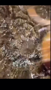 Anti-SlipEel Clip Stainless Steel Multi-Size Eel Clip Multifunctional Eel Fishing Tools