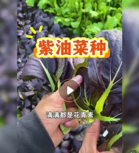 Biji Benih Bok Choy Ungu(80 Seeds )/四季紫油菜种子/紫罗兰青菜种子/Four Seasons Purple Bok Choy Seeds