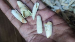 5 pics liontin taring unik