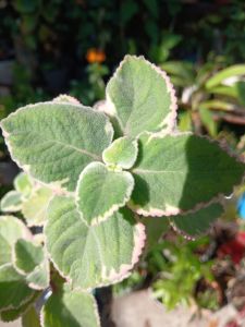 Oregano Variegated (Origanum vulgare Variegata) with roots (in 3.5x3.5x8" polybag)
