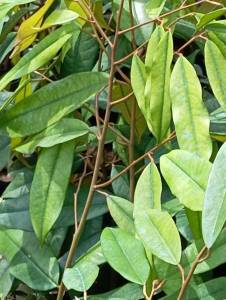 ต้นทุเรียนพวงมณีเสียบยอดแล้งพร้อมลงแปลงปลูก สูง50-60ชม.ชุด2ต้น แถมต้นกล้าไว้เสริมราก4ต้น*ชื้อ10ต้น แถม1ต้น