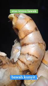 1 kg Temulawak Segar / 500 gram Temu Lawak Kuning