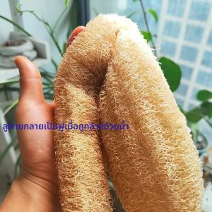 35-40 ซม.ฟองน้ํา Loofah ธรรมชาติ-100% เส้นใยพืชปุยหลังจากซักผ้าเป็นมิตรกับสิ่งแวดล้อมสําหรับอาบน้ําห้องครัวทําความสะอาด reusable Scrubber
