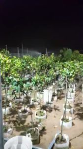 50 béc Béc phun cánh đập chỉnh góc TAIWAN K-121-X ren 21mm béc tưới cây diện rộng...- Hệ thống tưới phun mưa