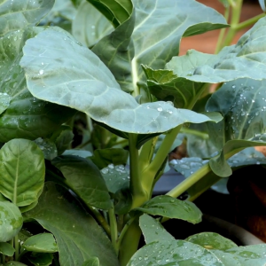 เมล็ดพันธุ์ คะน้าฮ่องกงเหมาไถ๋ (ซองรีเทลและกระป๋อง)