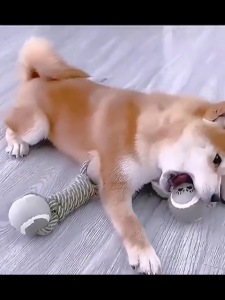 DÂY GẶM BANH TENNIS 2 ĐẦU DÂY THỪNG GẶM ĐỒ CHƠI CHO CHÓ GẶM SẠCH RĂNG-NIEVE