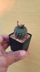 ต้นกระบองเพชร แคสตัส เฟรเลีย กราเลียน่า Frailea castanea #cactus #Frailea #succulent