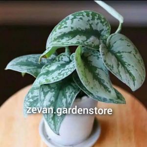 tanaman hias hidup sirih perak scindapsus exotic / tanaman scindapsus - tanaman rambat menjuntai - tanaman hias hidup