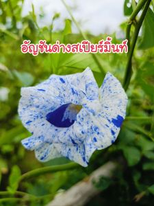 เมล็ดพันธุ์อัญชันด่างสเปียร์มิ้น  10 เมล็ด