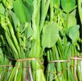 Daun genjer sayur genjer segar 300 gram. 