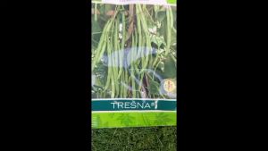 Benih Buncis TRESNA XL